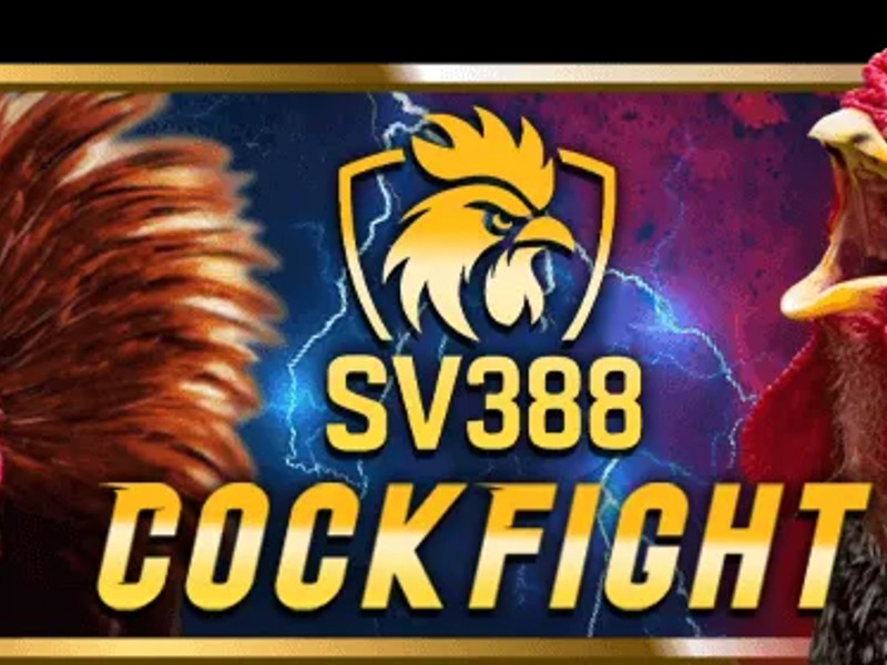 Đá Gà Thomo trực tiếp